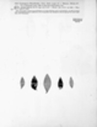 Phacidium lauri image